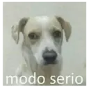 ස්ටිකර්