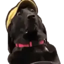 ස්ටිකර්