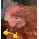 ස්ටිකර්