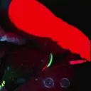 স্টিকার